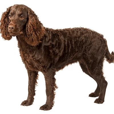 Chocolate American Water Spaniel 