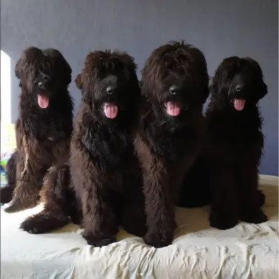 3 Black Russian Terriers