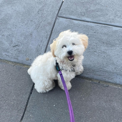 White Shih-Poo