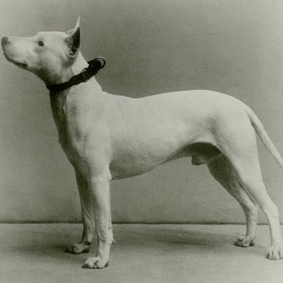 Bull Terrier History