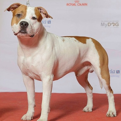 American Staffordshire Terrier