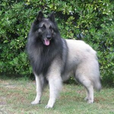 Silver Belgian Tervuren