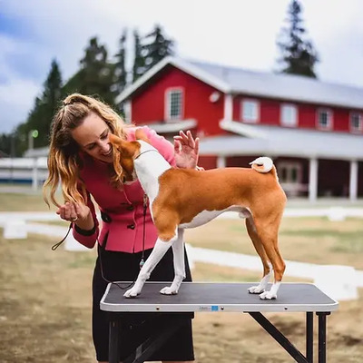 Basenji grooming