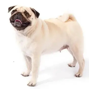 Pug