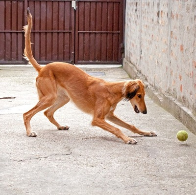 Fawn Saluki