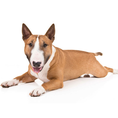 Miniature Bull Terrier