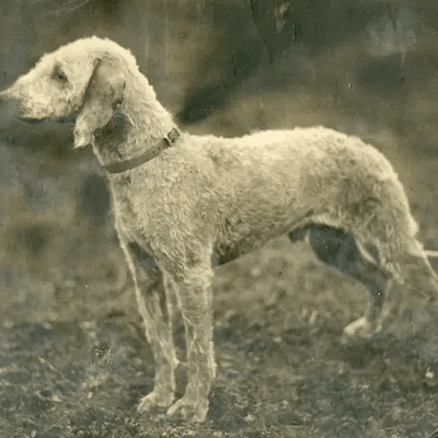 Bedlington Terrier,1925