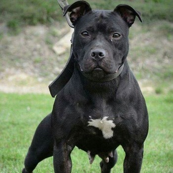 Black American Pit Bull Terrier