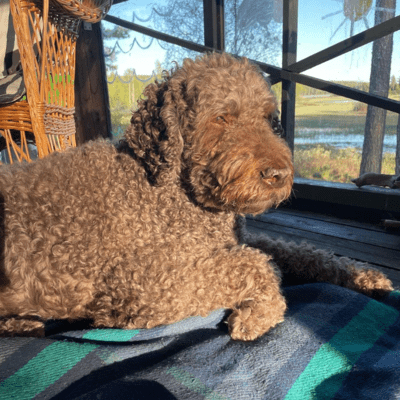 Barbet Dog Breed - Facts, Pet Ratings, Care and More