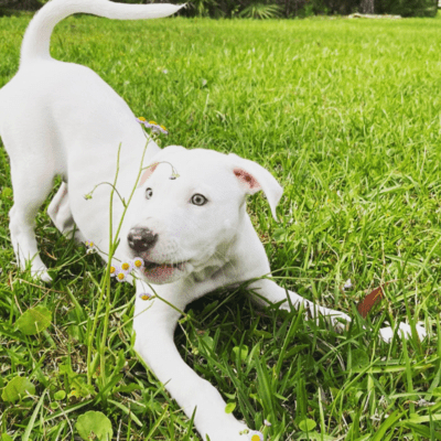 White Australian Shepherd Pit Bull