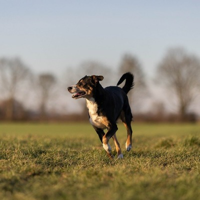 Appenzeller Sennenhund