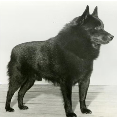 Schipperke History