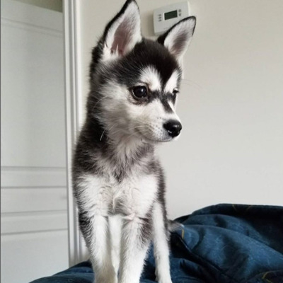 Black and White Alaskan Klee Kai