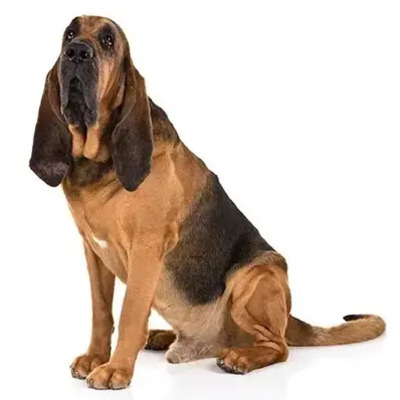 Black and Tan Bloodhound