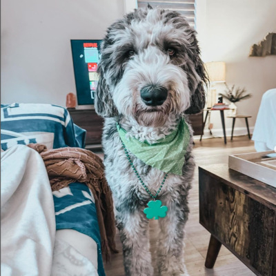 White and Gray Sheepadoodle