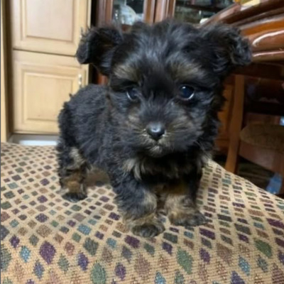 Black Shorkie