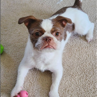 Brown and White BoShih