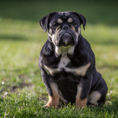 Piebald Bulldog