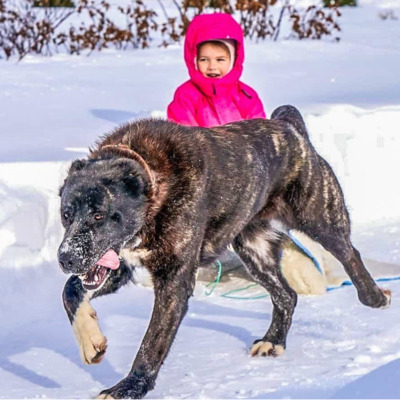 Brindle Central Asian Shepherd Dog