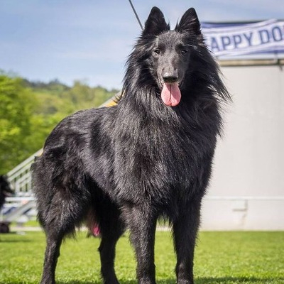 Solid Black Belgian Sheepdog