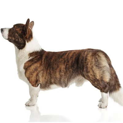 Brindle Cardigan Welsh Corgi