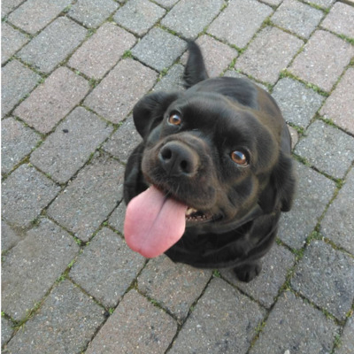 Black Cavador