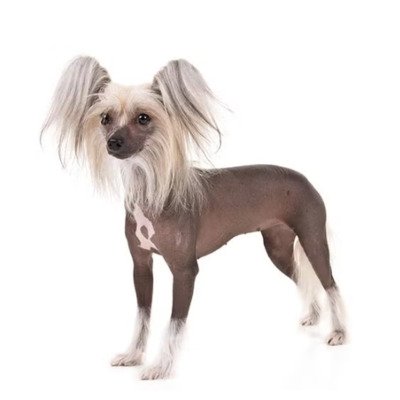 Black Hairless Chinese Crested