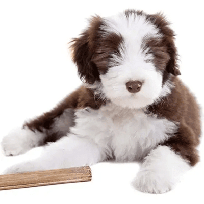 Brown and white Bearded Collie