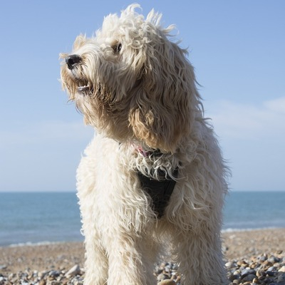 Standard or Maxi Cockapoo