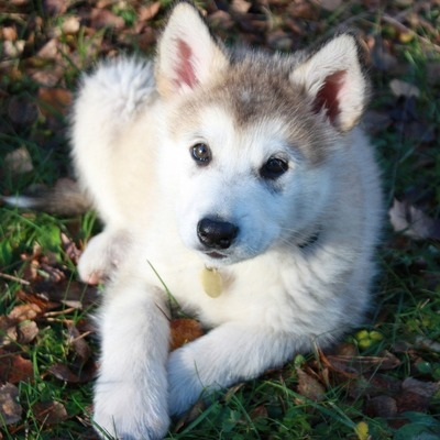 White and Sable Alaskan Malamute Puppy