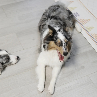 Blue Merle Border Sheepdog