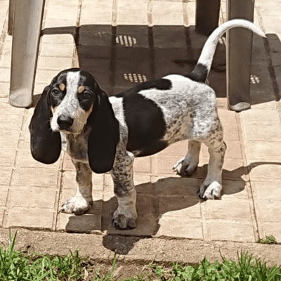 White Basset Bleu de Gascogne with black patches