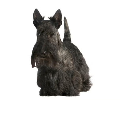 Black Scottish Terrier