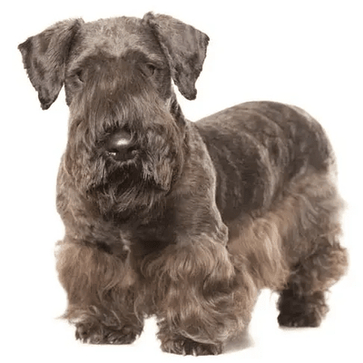 Cesky Terrier