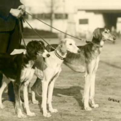 Saluki History