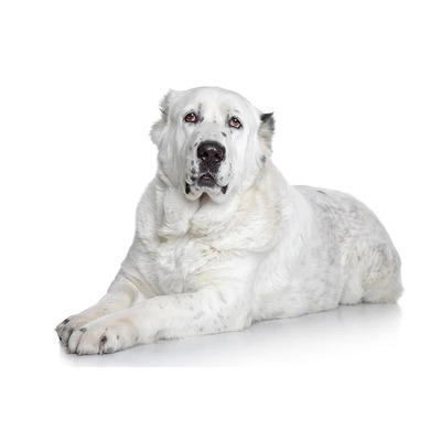 White Central Asian Shepherd Dog