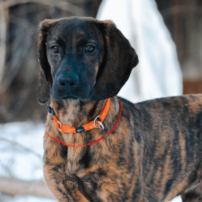 Brindle Bavarian Mountain Scent Hound