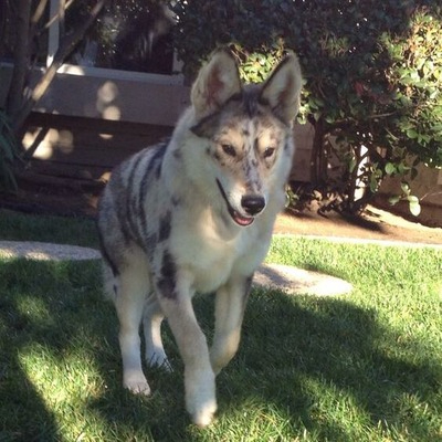 Australin Shepherd Husky