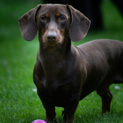 Standard Dachshund