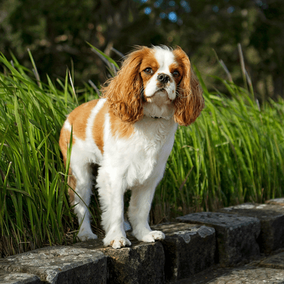 Cavalier King Charles Spaniel