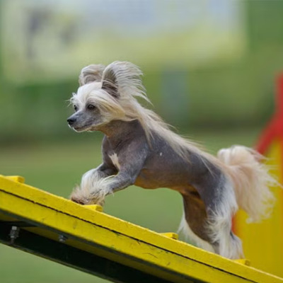 Gray Hairless Chinese Crested