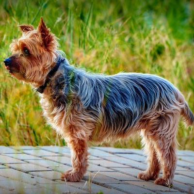 Yorkshire Terrier 