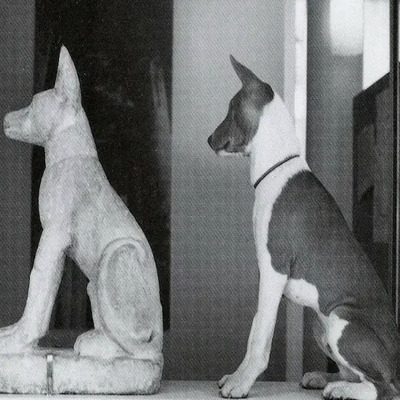 Basenji's likeness to Ancient Egyptian limestone 