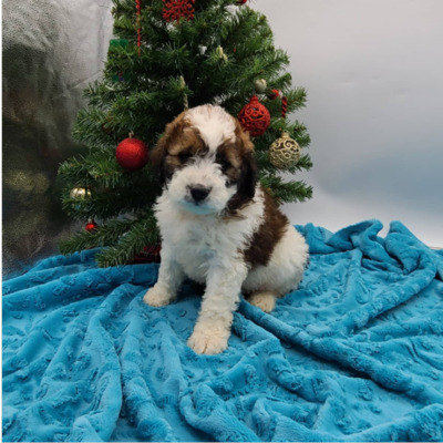 Brown and White St Berdoodle