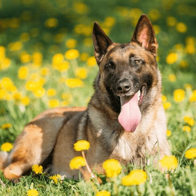 Belgian Malinois DOg