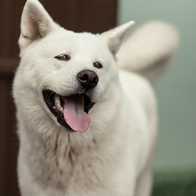 White Akita