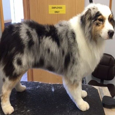 Australian Shepherd grooming