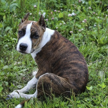 Brindle American Staffordshire Terrier