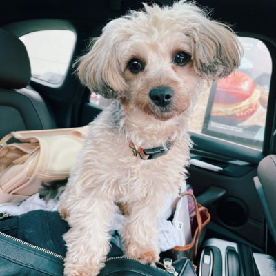 Cream Yorkipoo