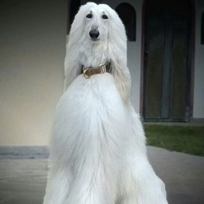 White Afghan Hound